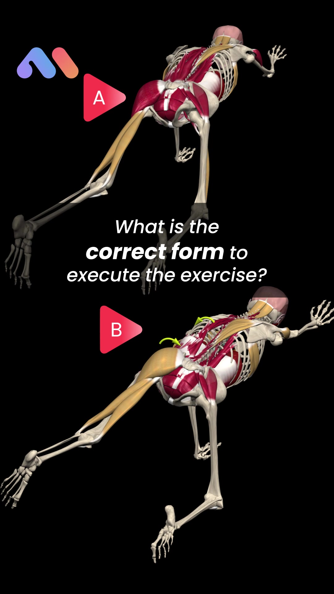 @Muscle & Motion