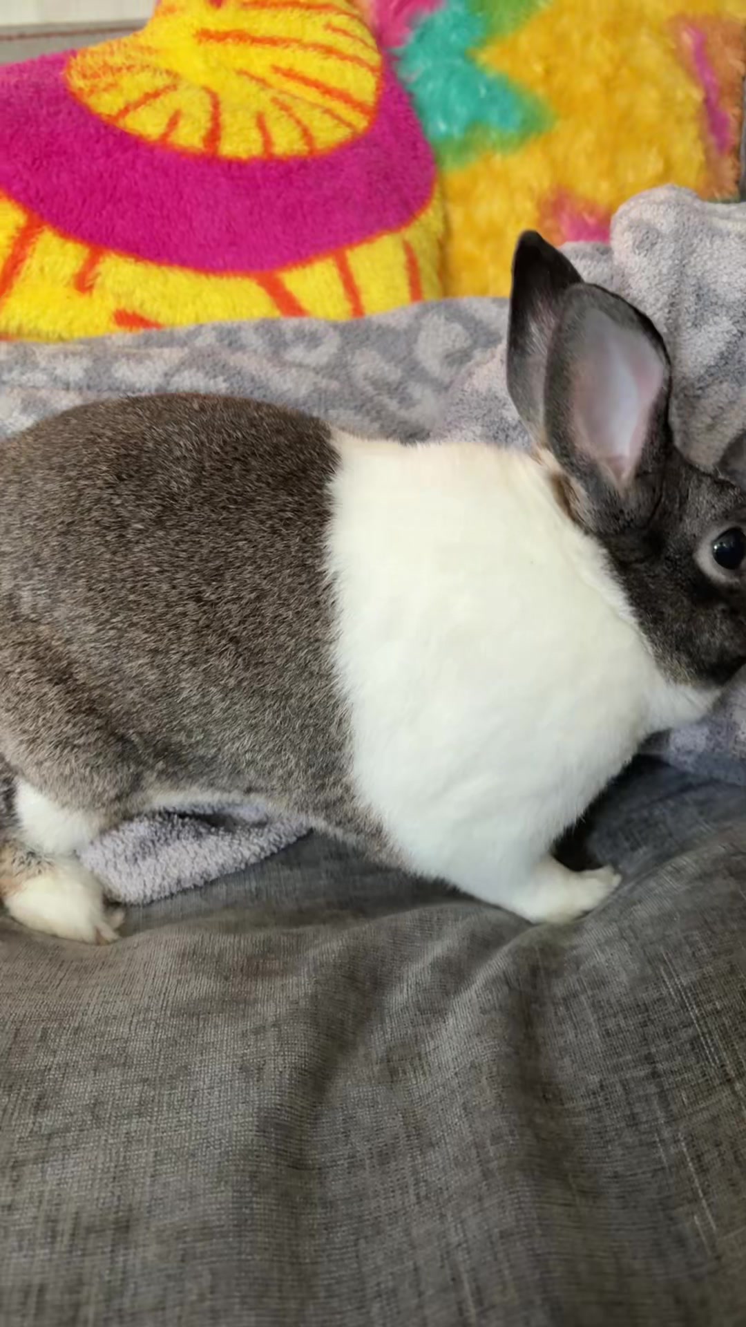@Apple squirrel