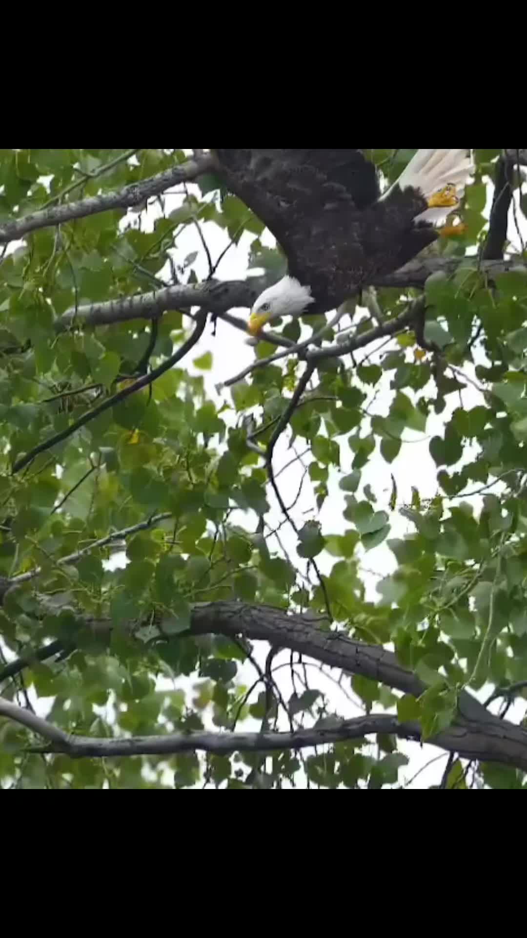 @🦅ZA_KO🦅