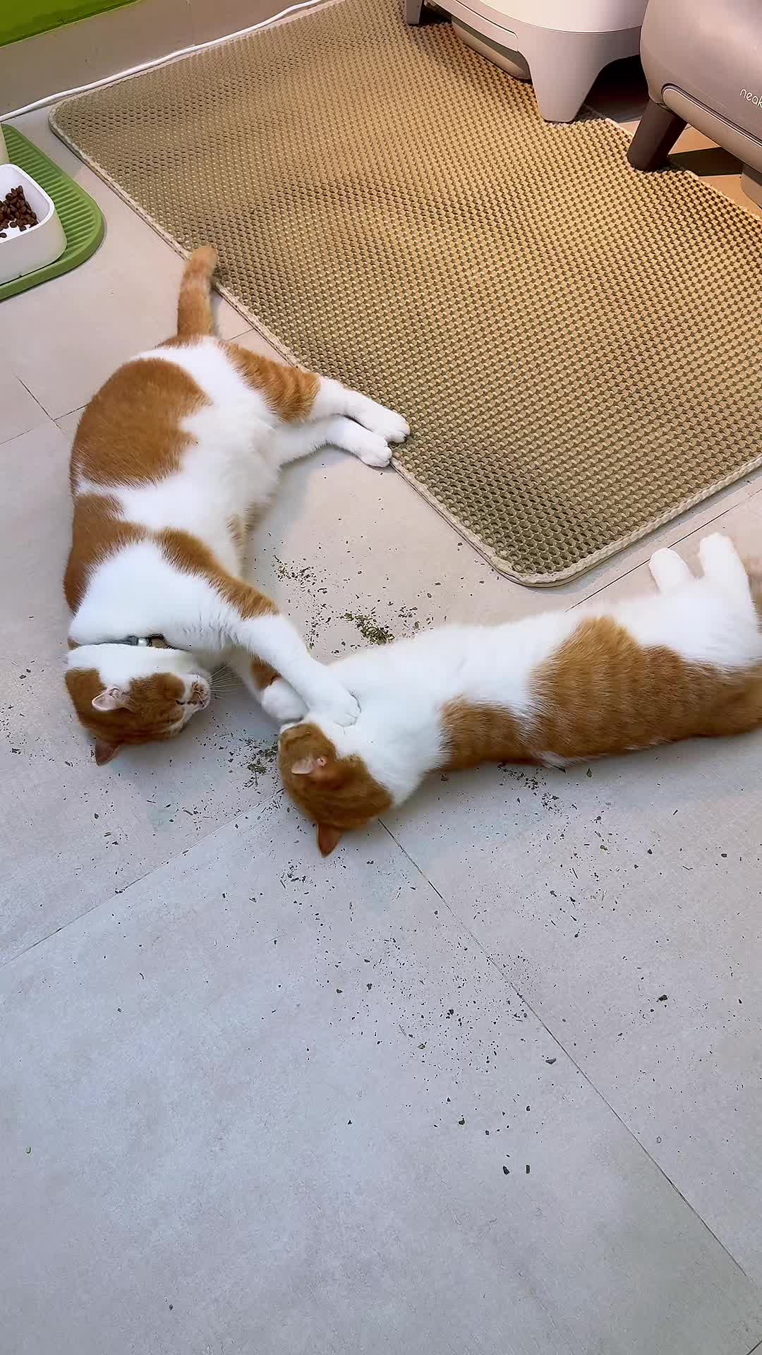 @MEOWOMPONG