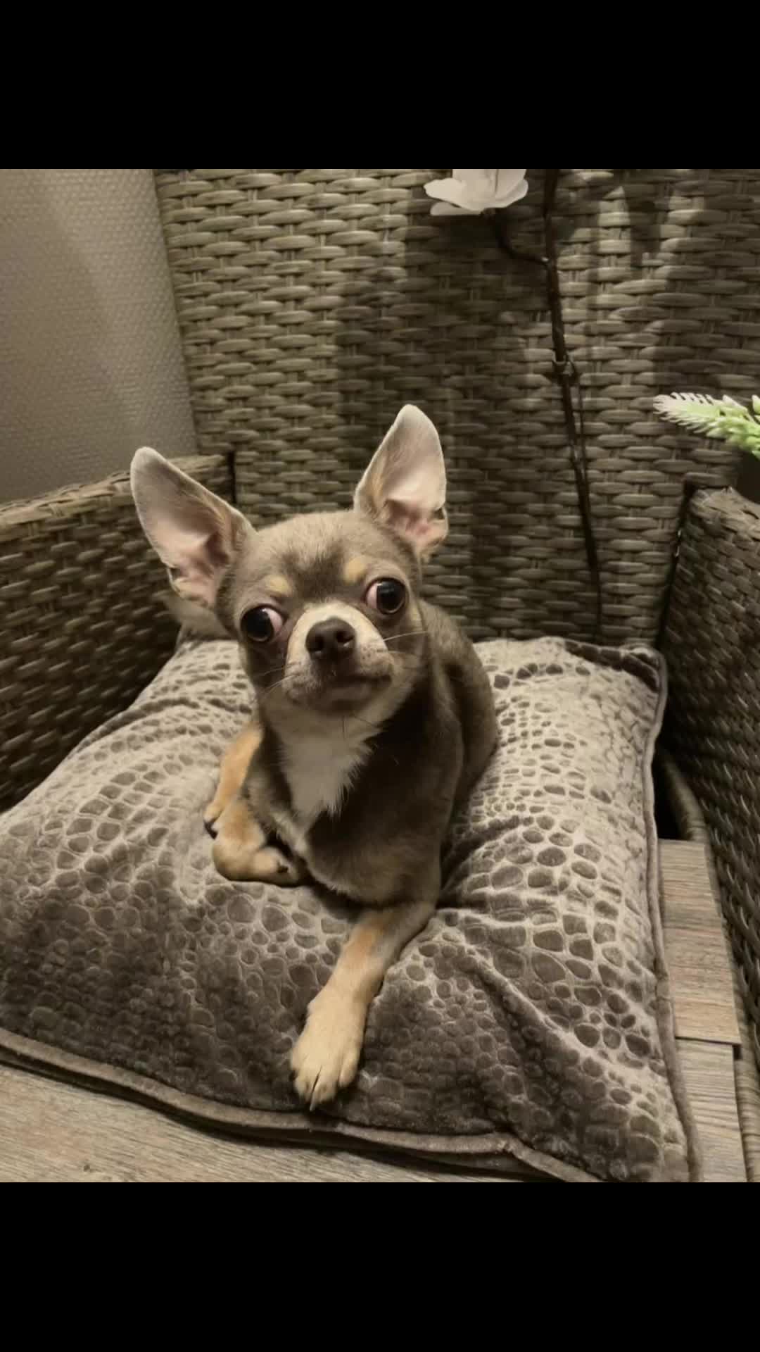 @Mr Roger Chihuahua