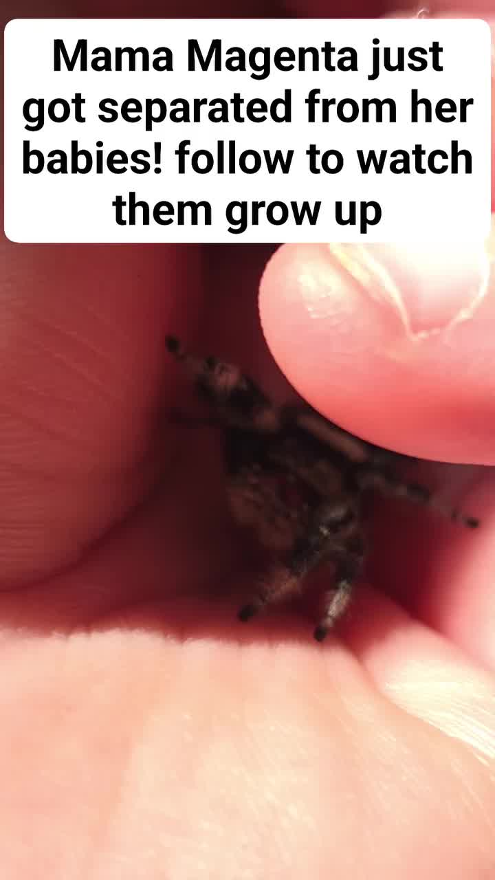 @Webcats