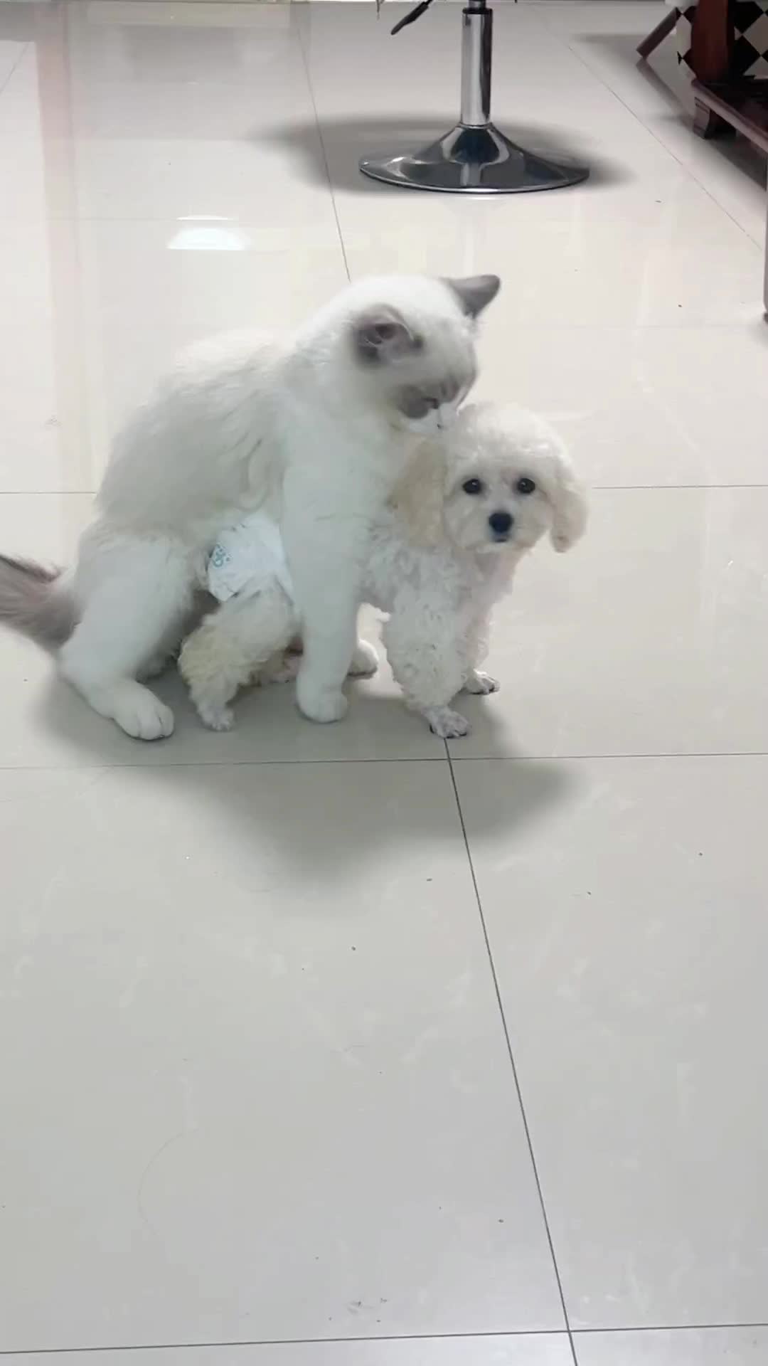 @Animals Fun