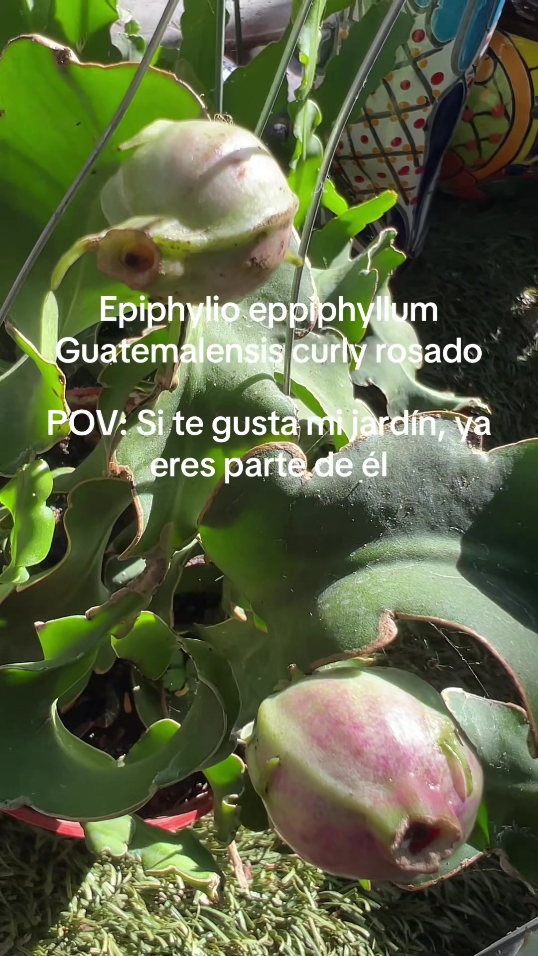 @Maria succulents 🕊️🐚