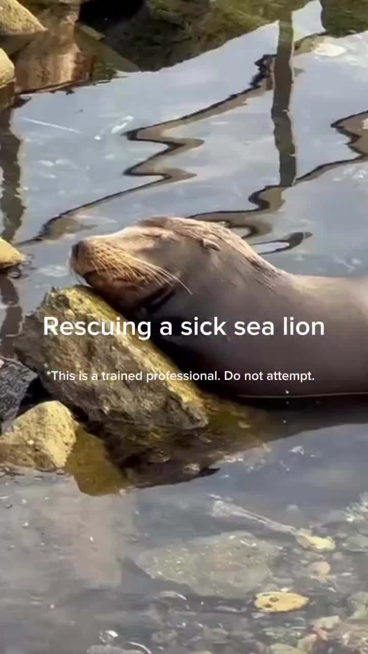 @Marine Mammal Care