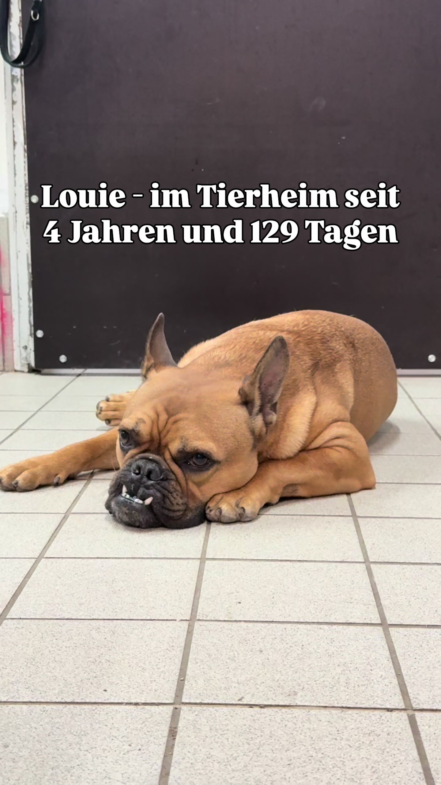 @TierschutzvereinM