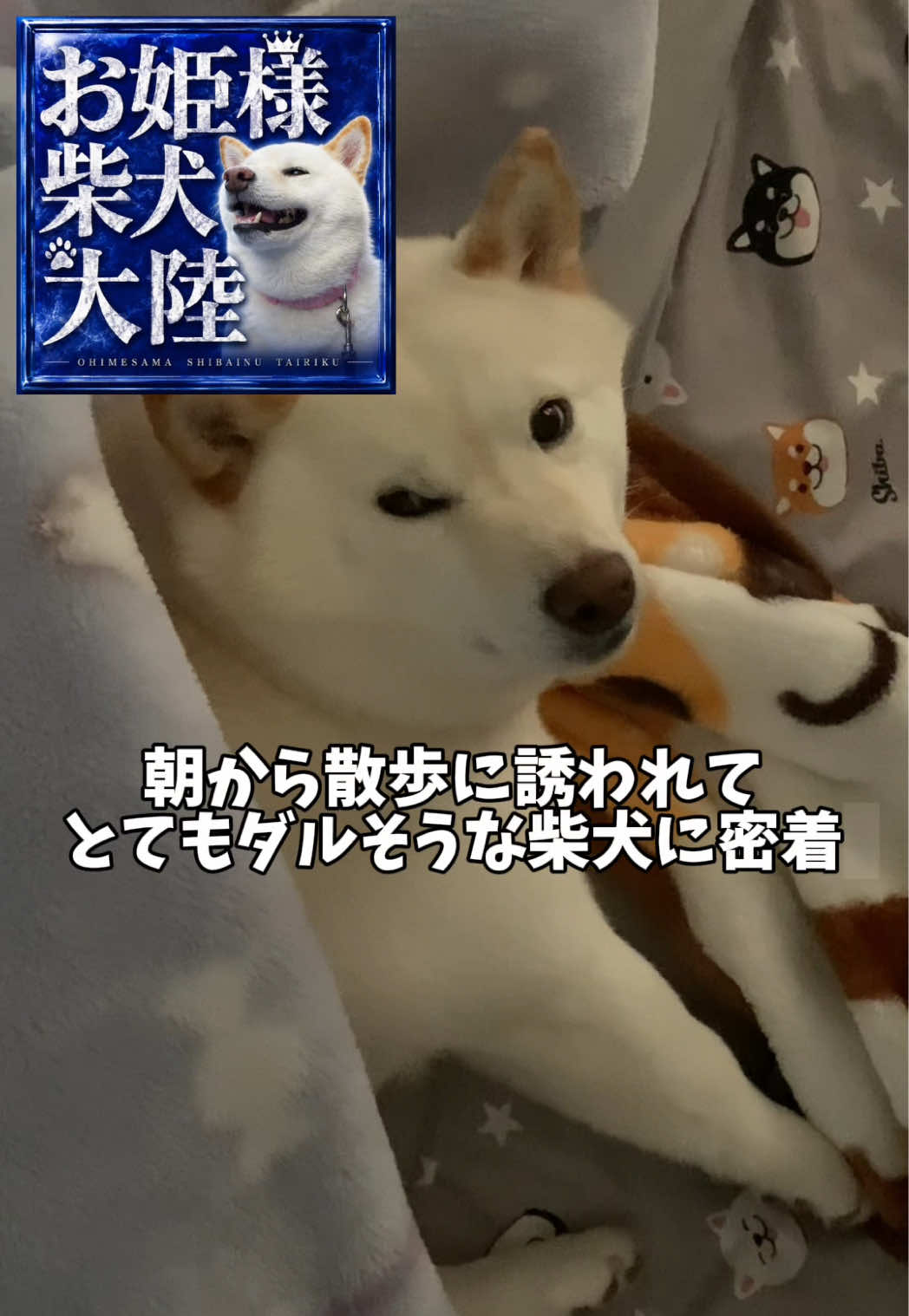 @白柴犬はる🌸
