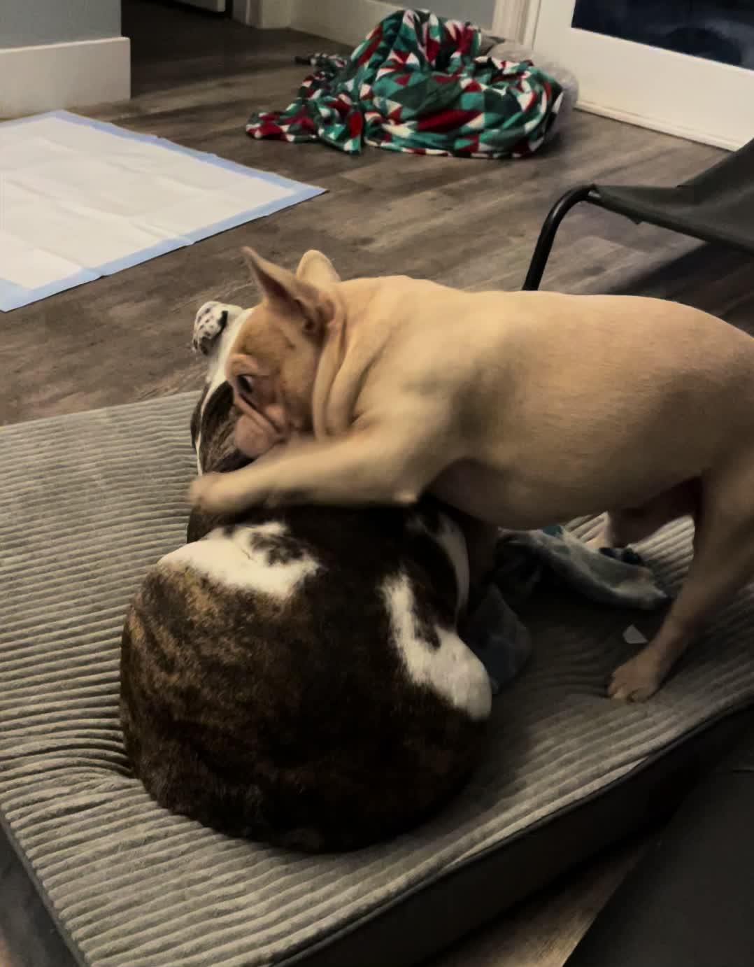 @nalathebulldog20