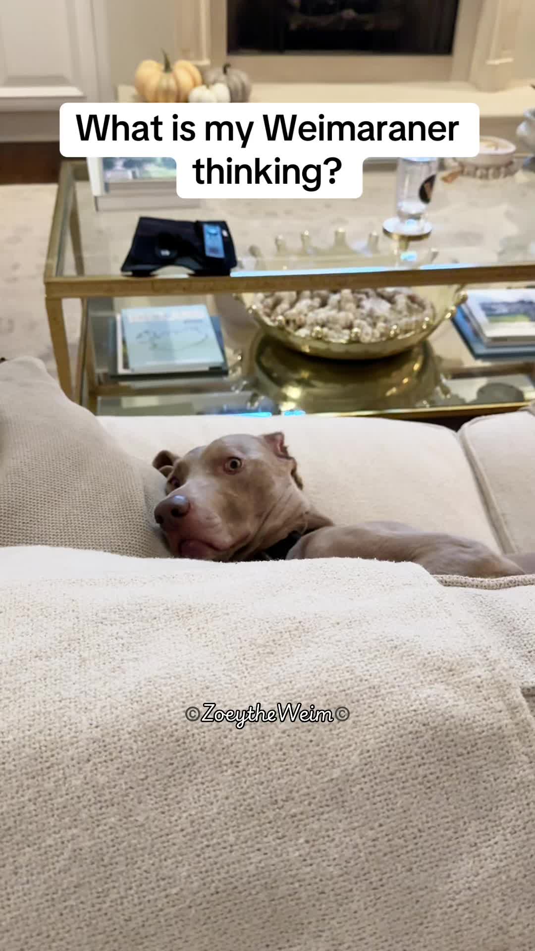 @Zoey the Weim