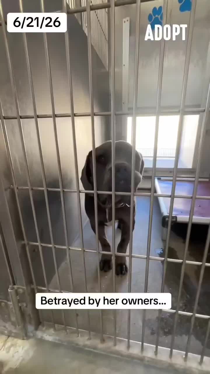 @Cane Corsos