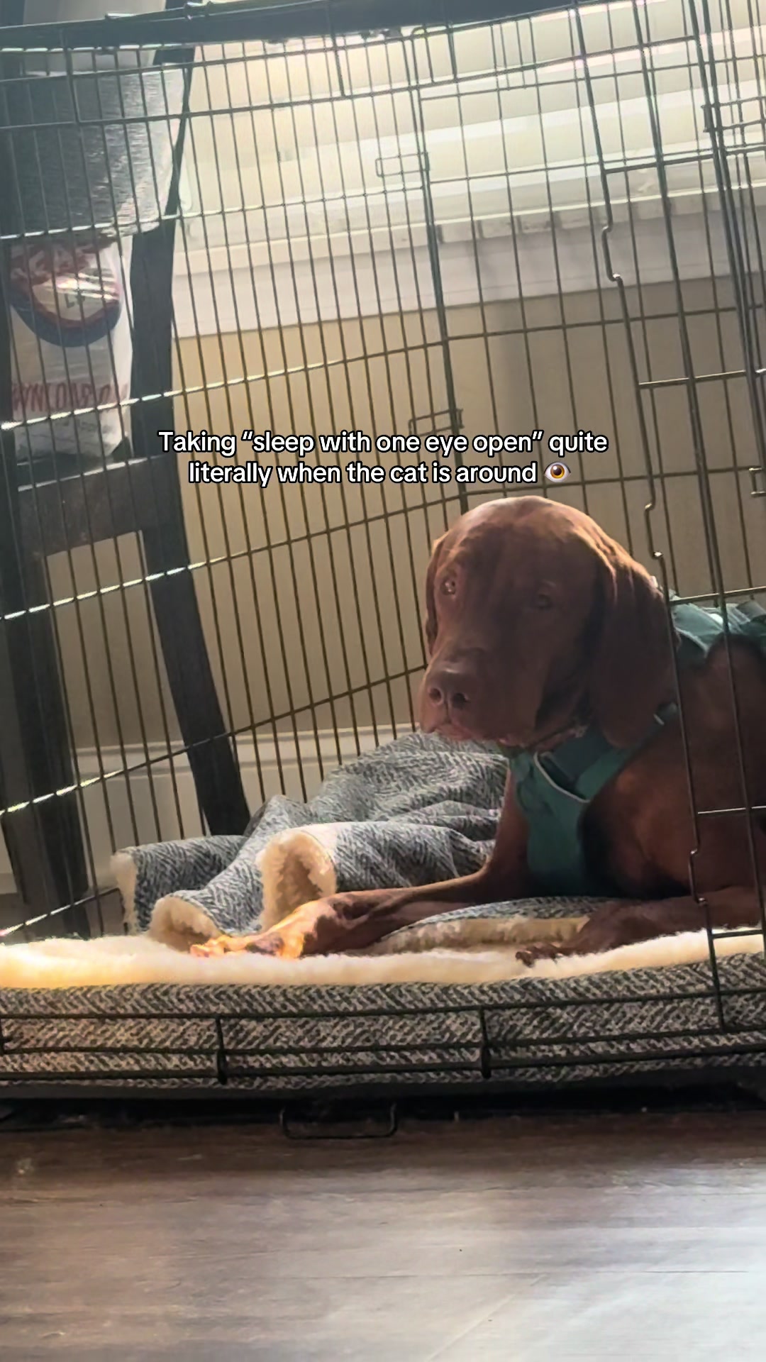 @Tycho the vizsla