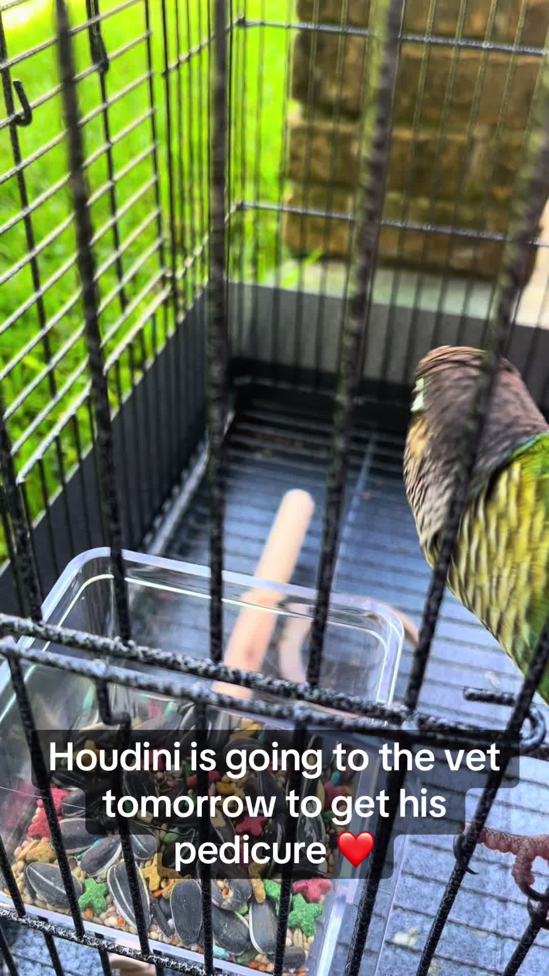 @Houdini 🦜🧚&zwj;♀️💕