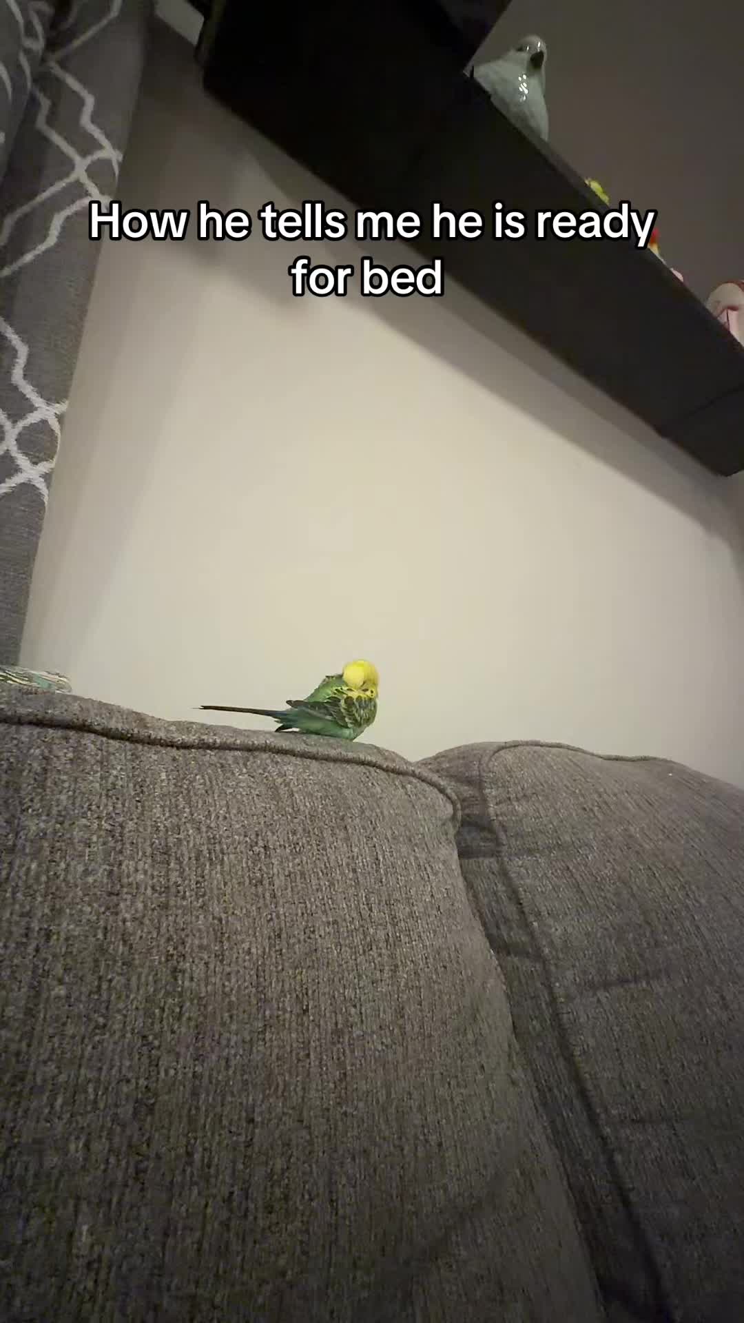 @PikaBoo & Friends 🦜