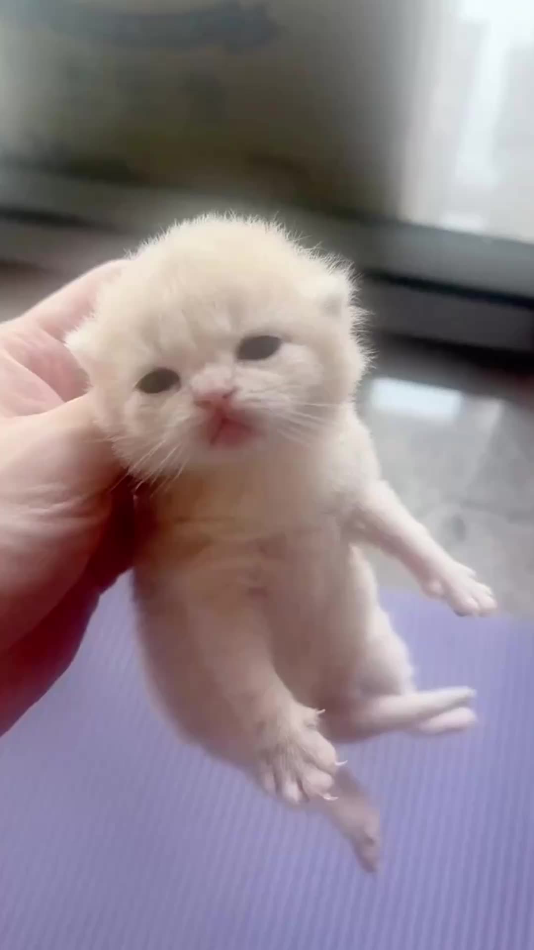 @catbosssss
