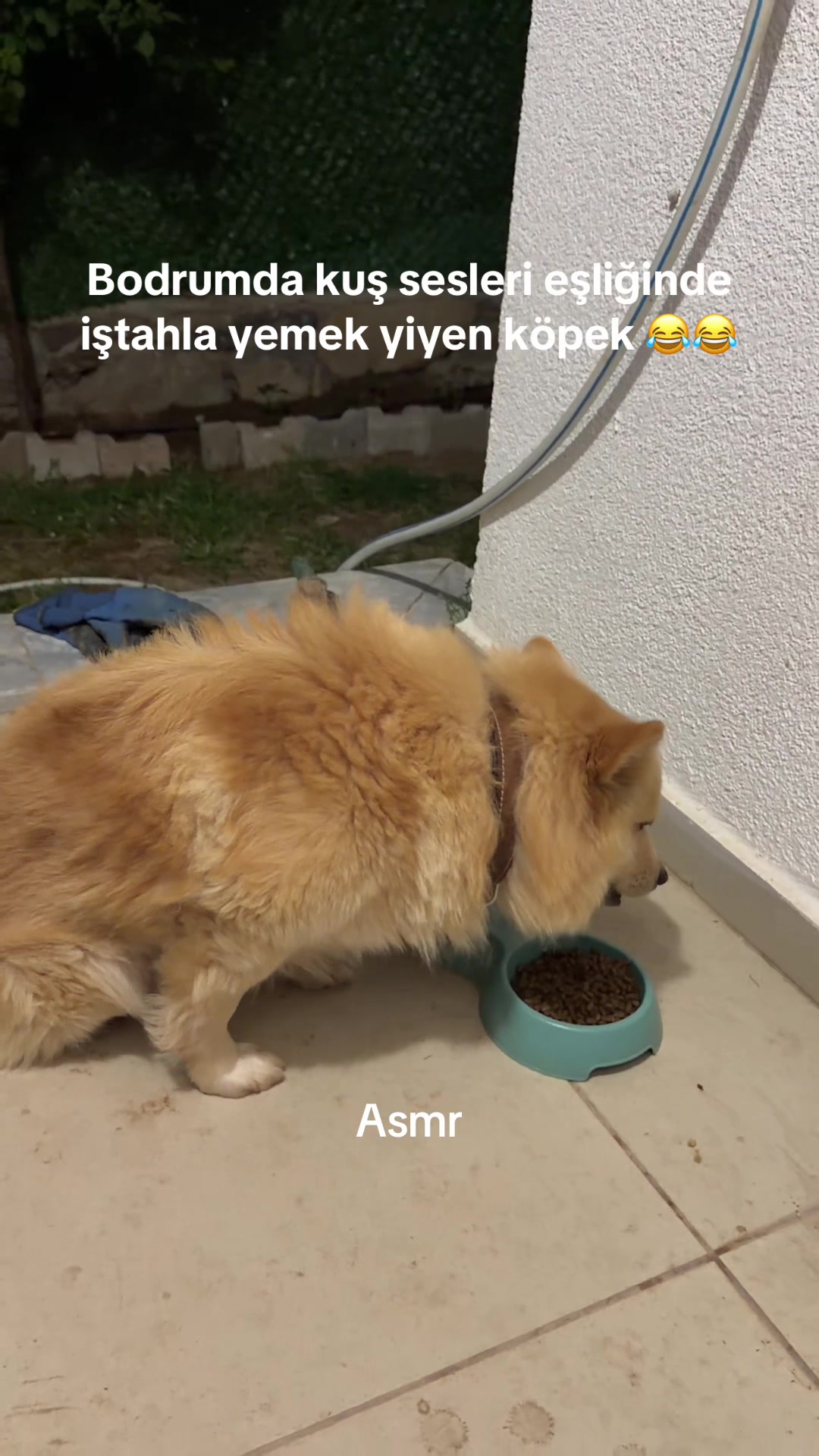 @Muğla Geyik
