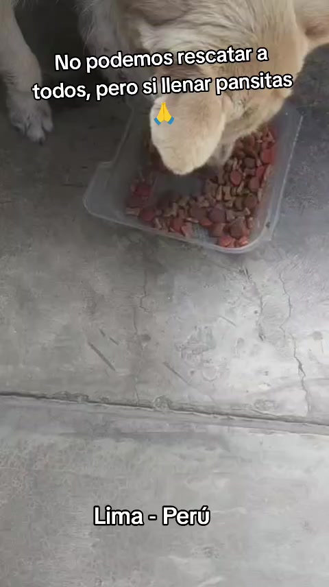 @Asociación T.Perrunas🐕🐈🇵🇪