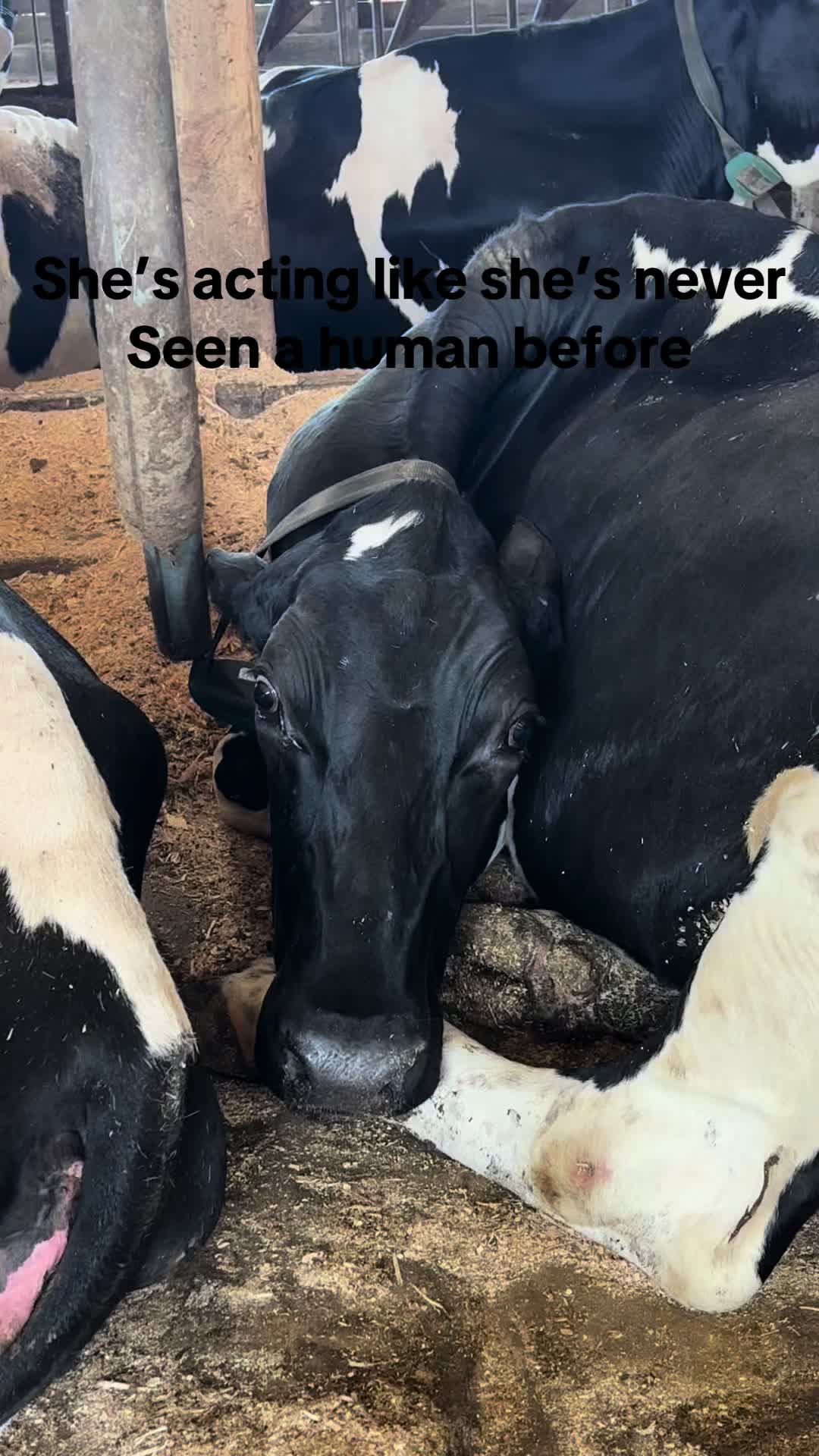 @Pingrey Family Farm LLC