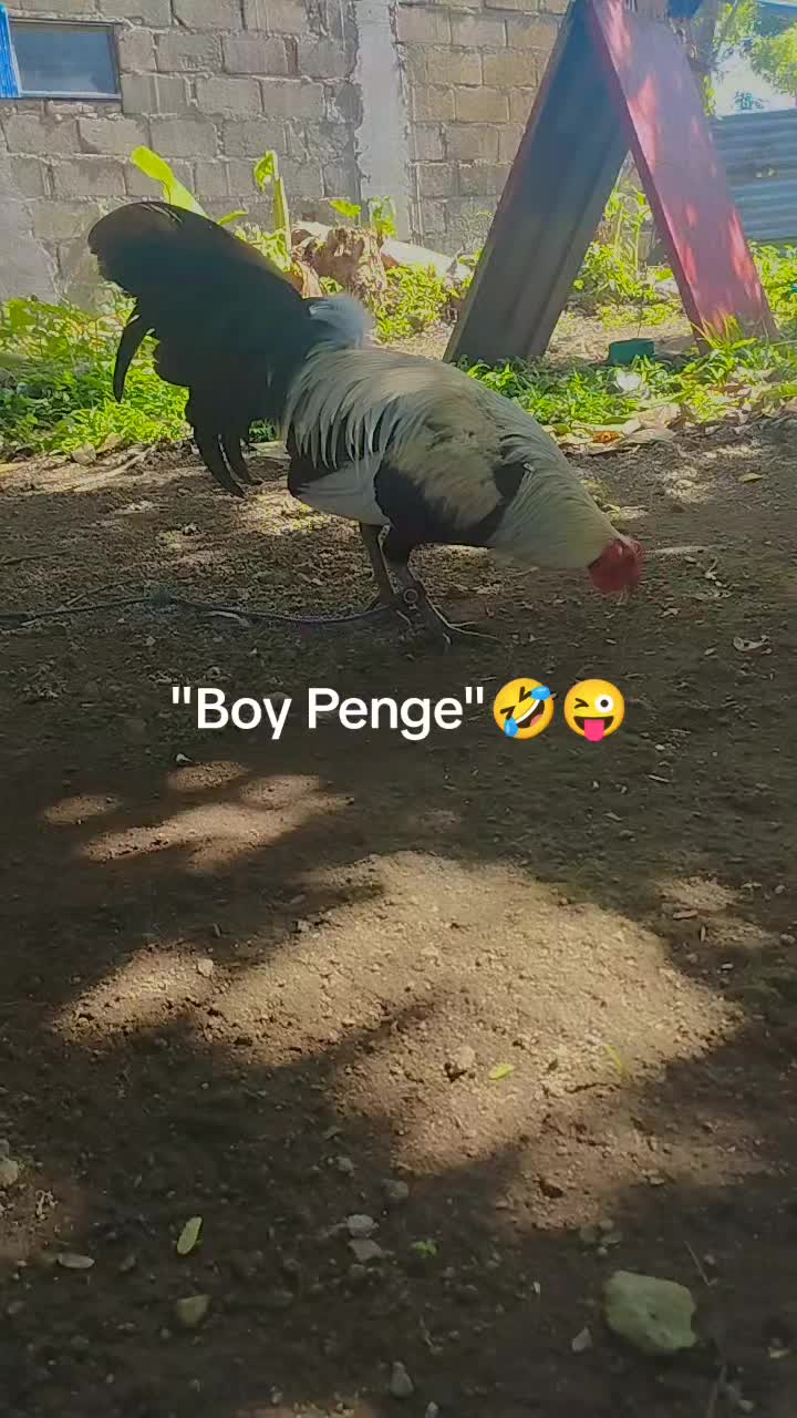 @King Atoy Gamefowl
