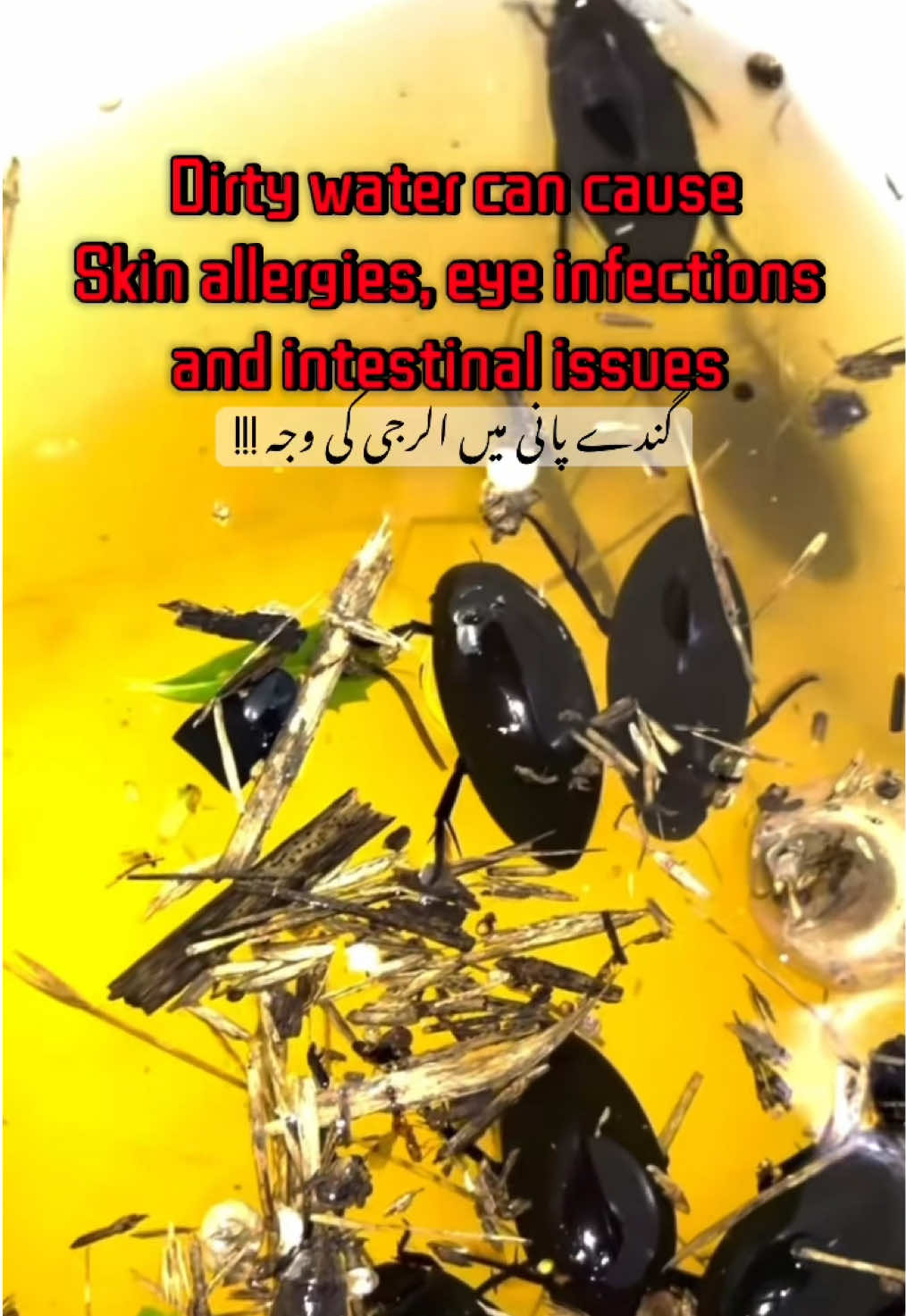 @Pest Mysteries