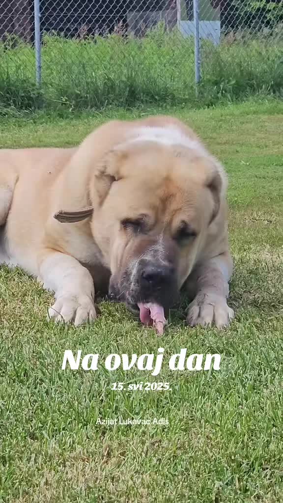 @Alabai Dogs Adis