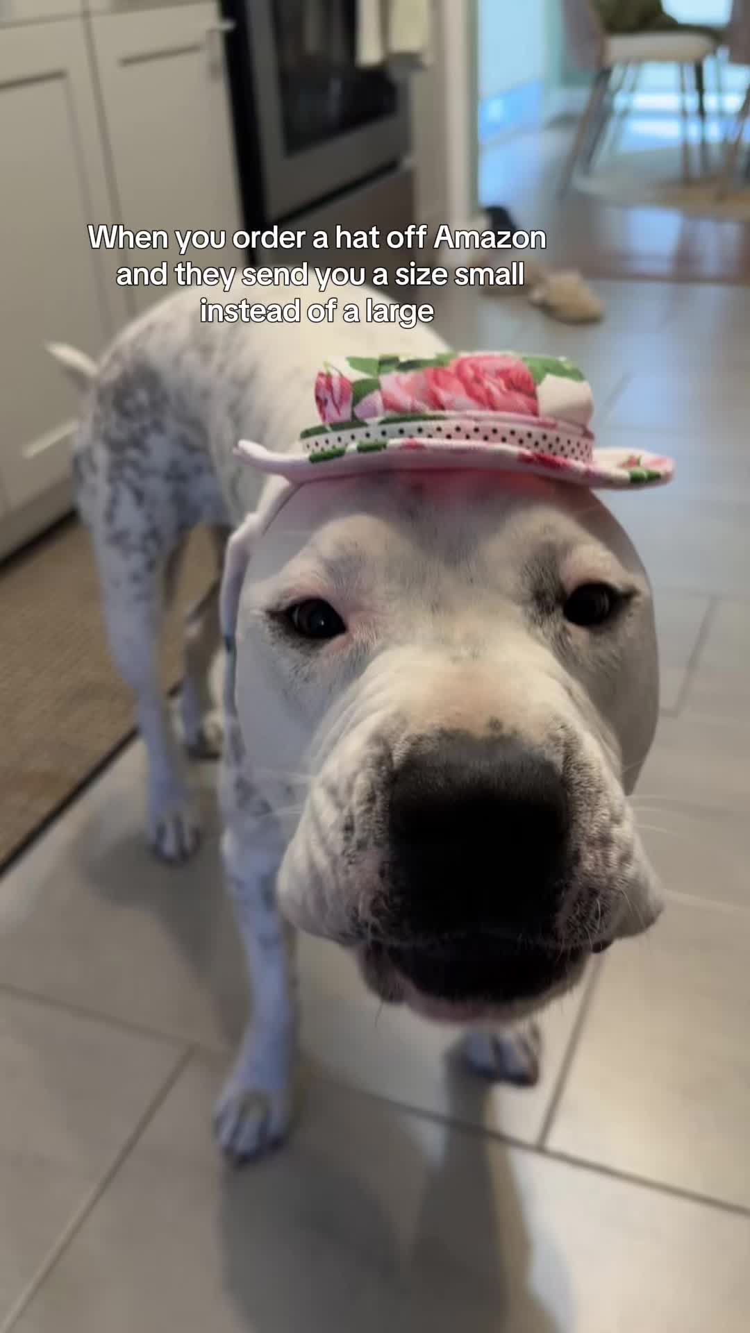 @lifewithstella