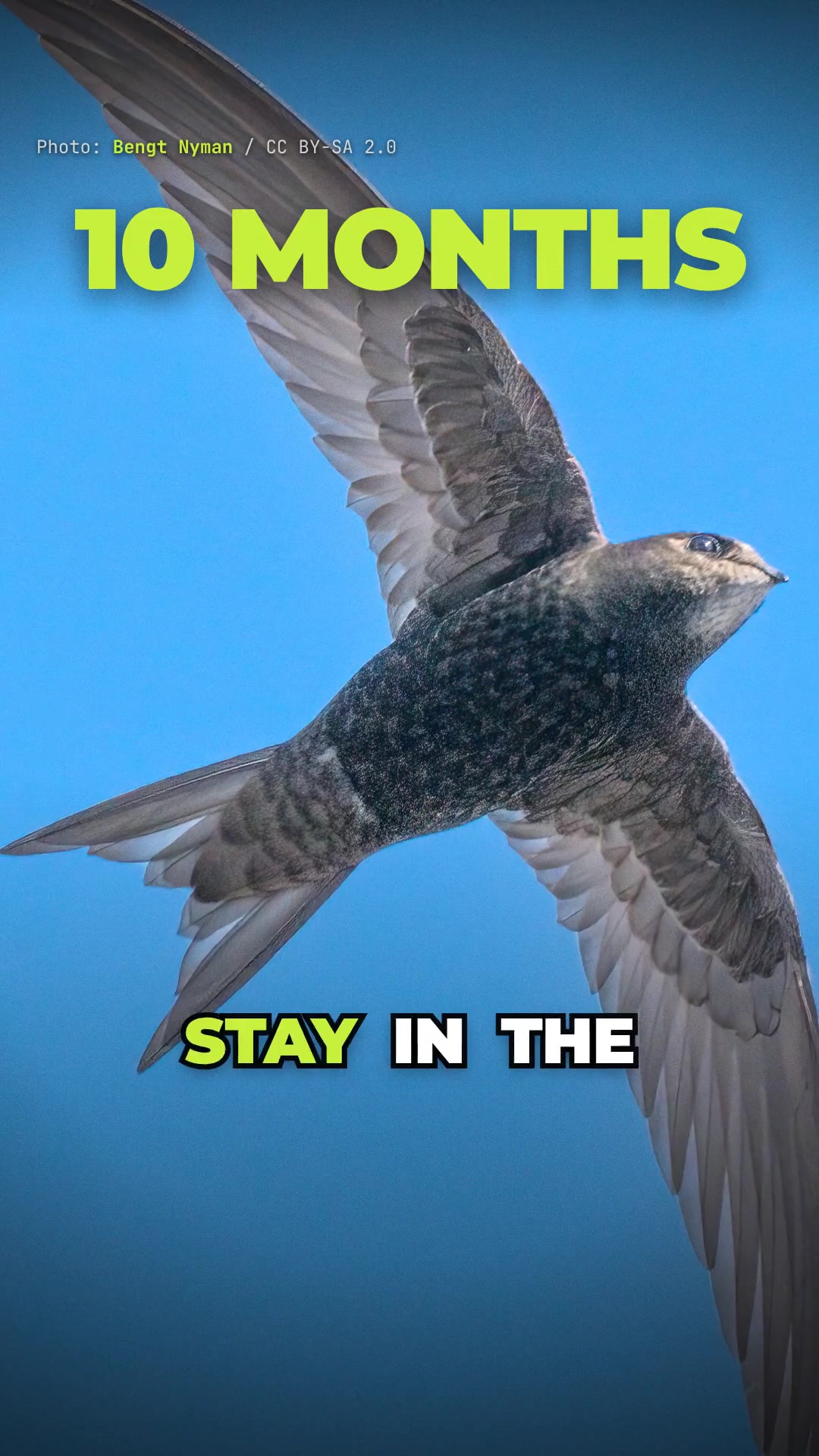 @Bird Lens