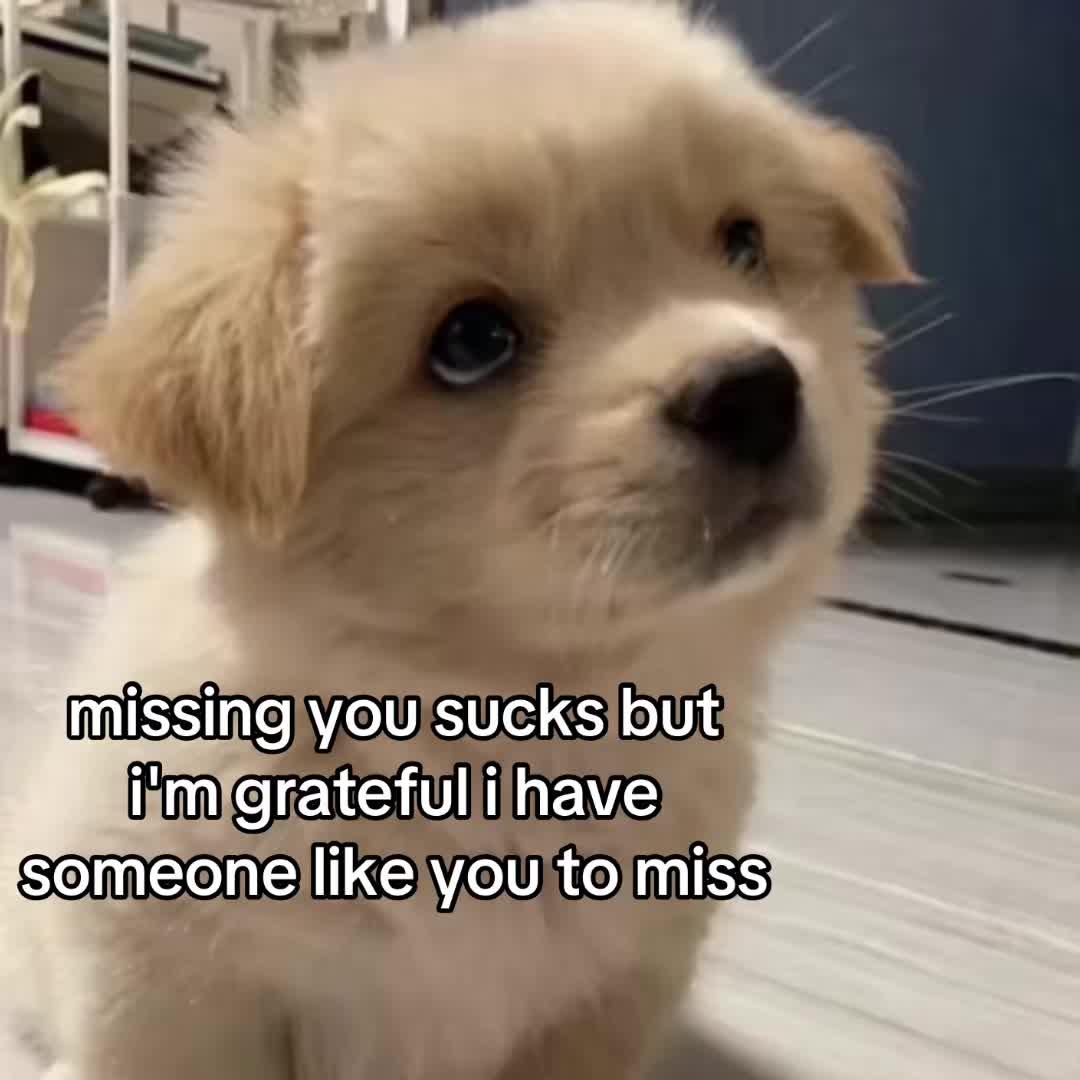 @The Bark Archive