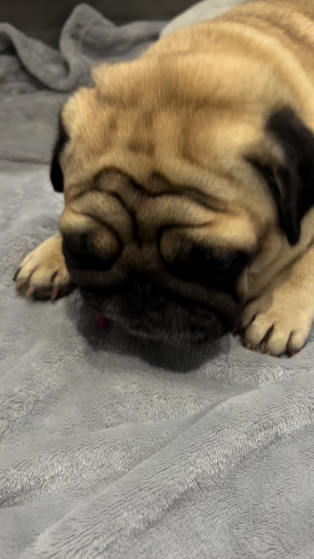 @pugSofyHarry