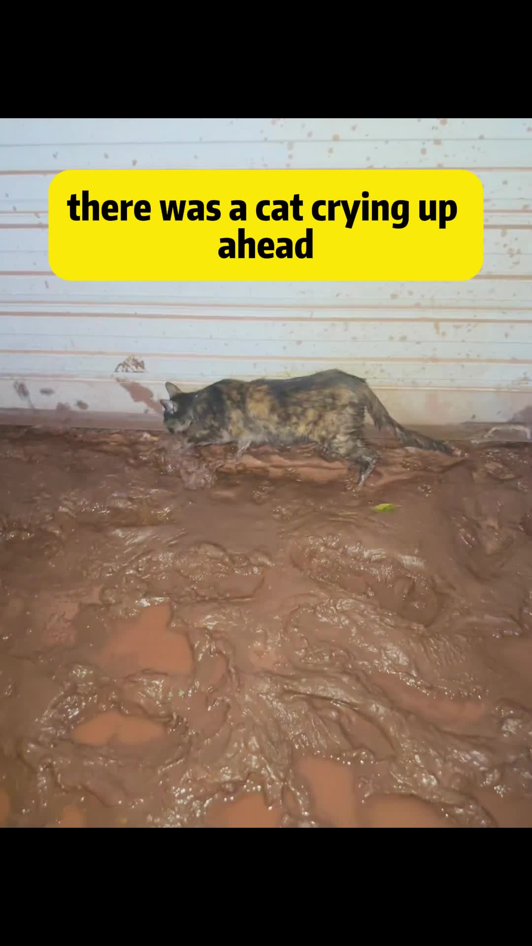 @Stray Cat Talkz