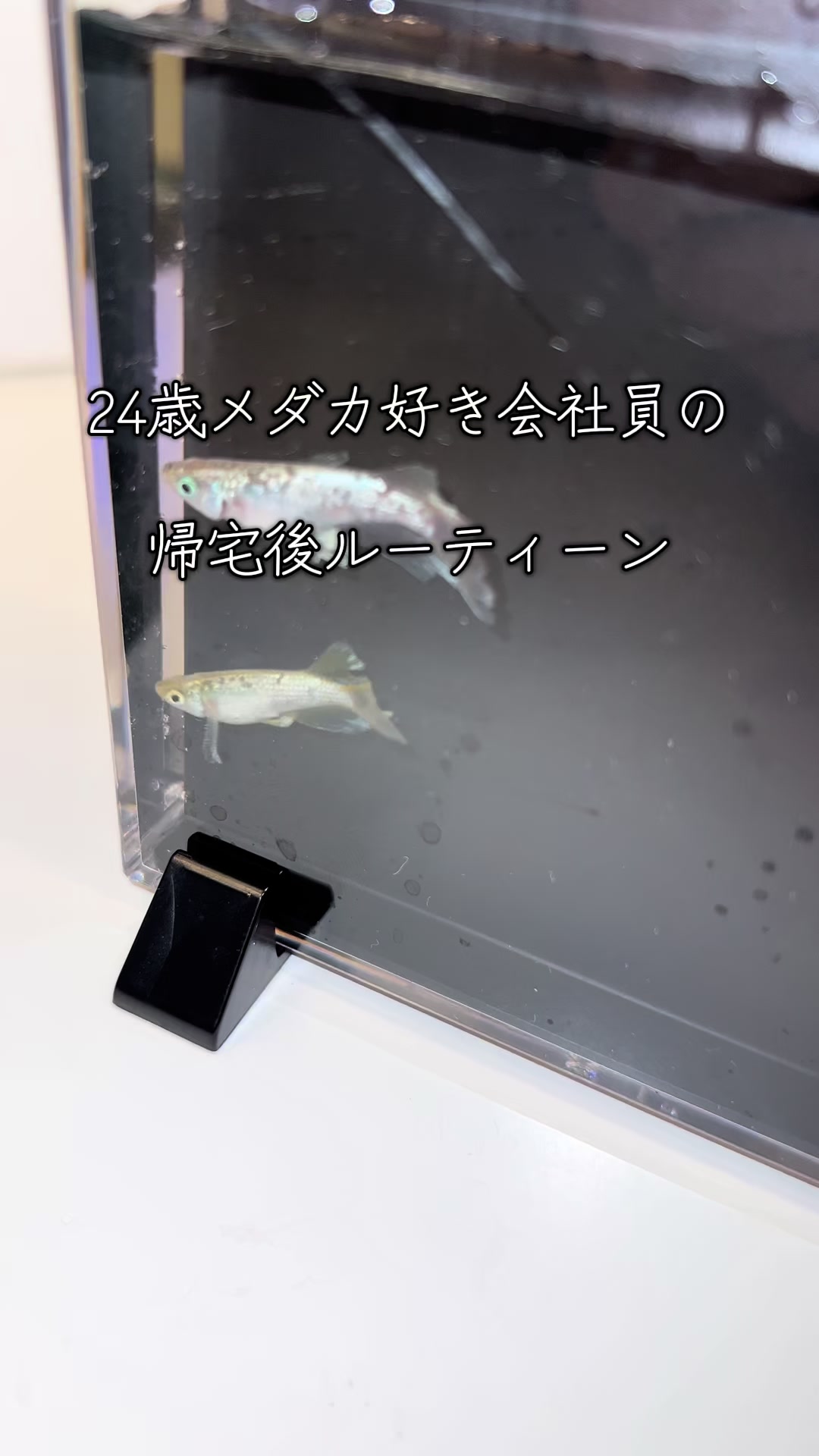 @メダカ屋の見習い🔰