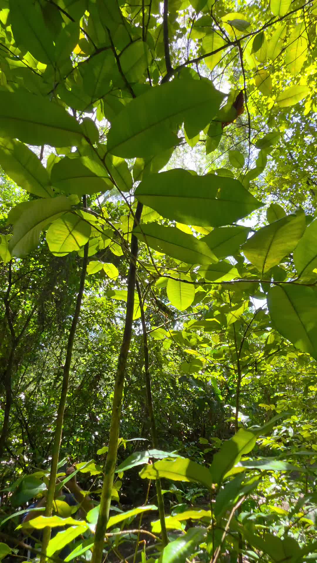 @Hike Maui