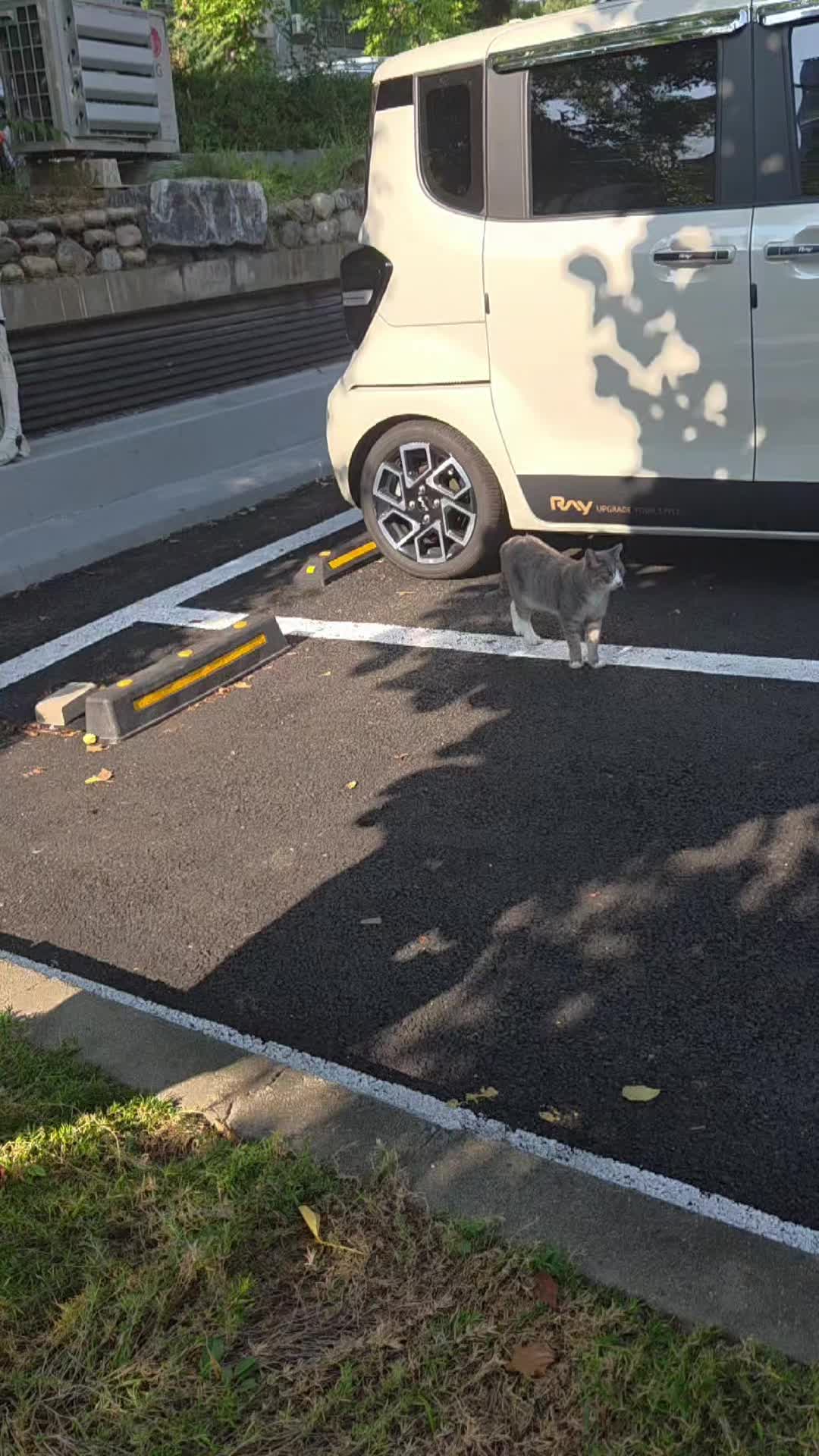 @고양이 형아