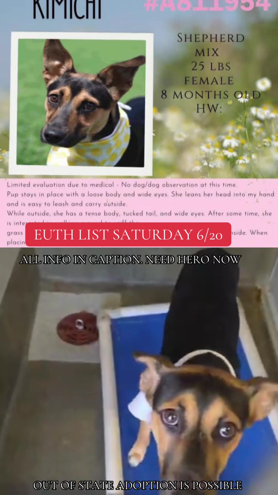 @@rescuedogs911