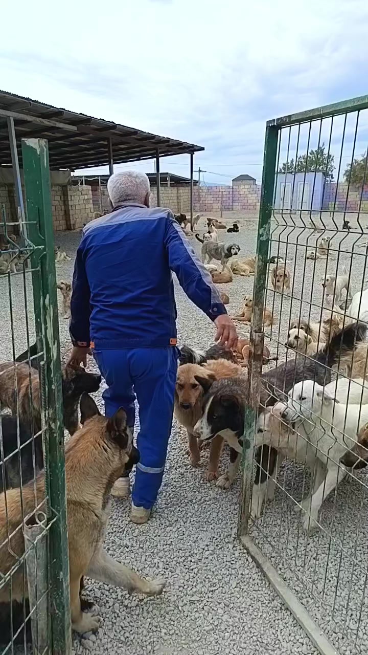 @Sahibsiz heyvanlara dəstək