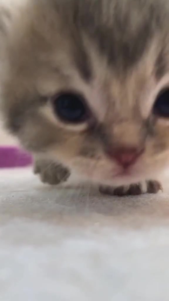 @catbosssss