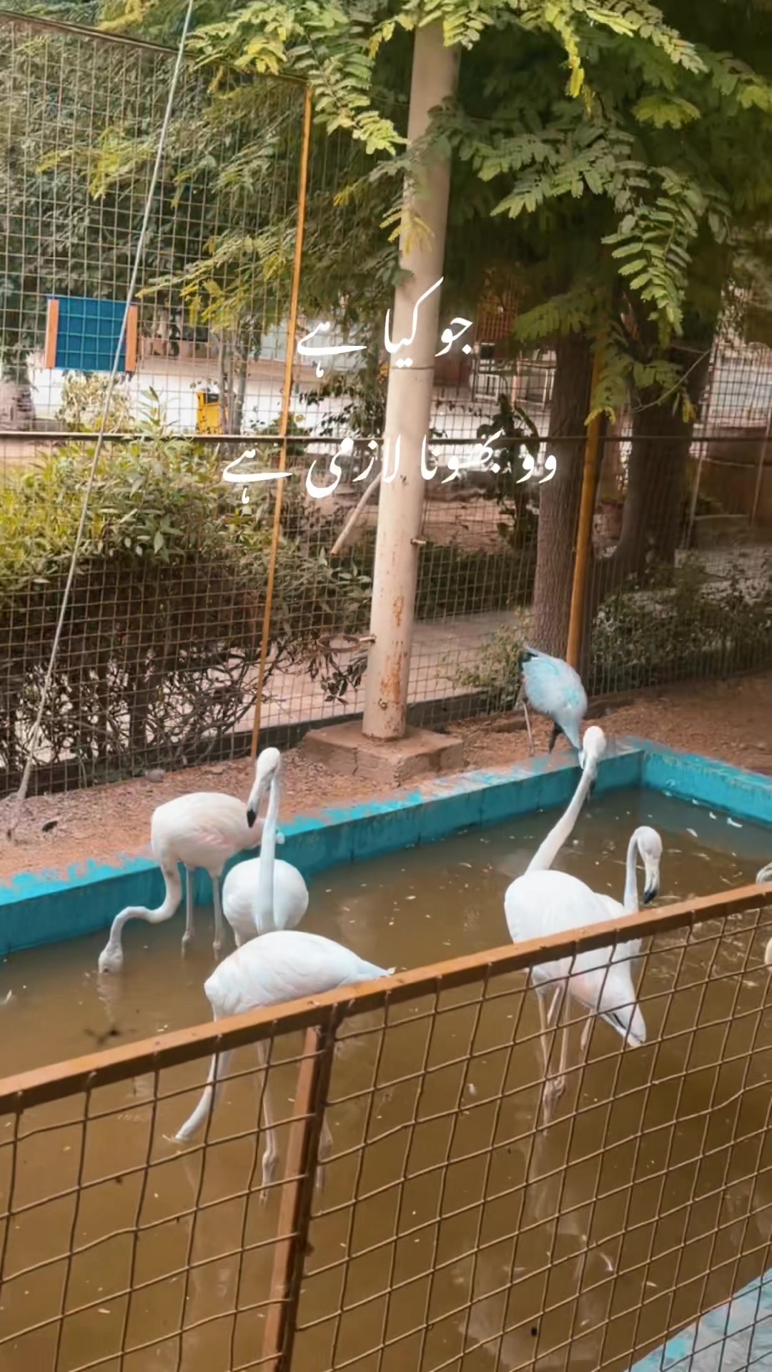 @عروفہ فراز 🧿