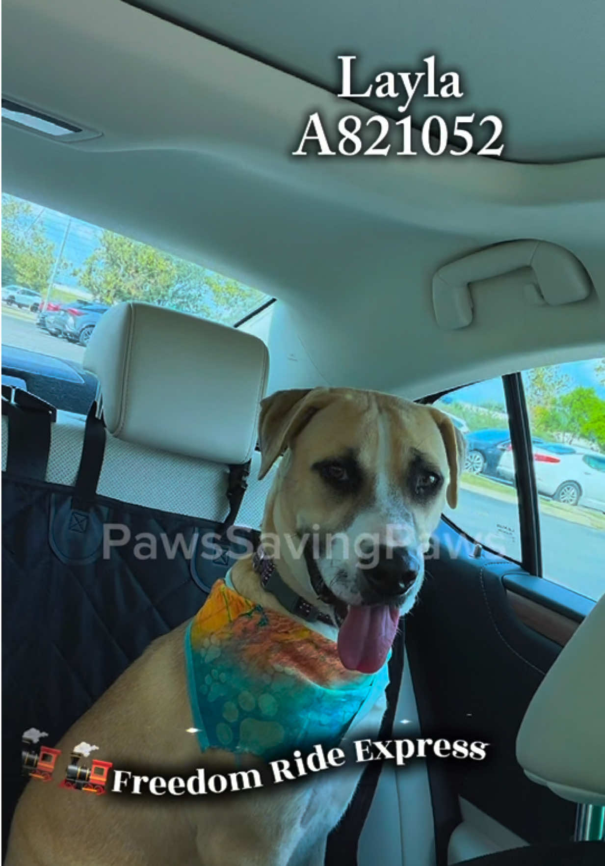 @pawssavingpaws