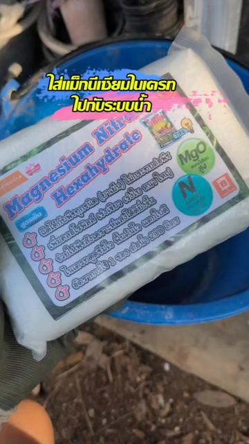 @Mote เมล่อนและไม้ด่าง