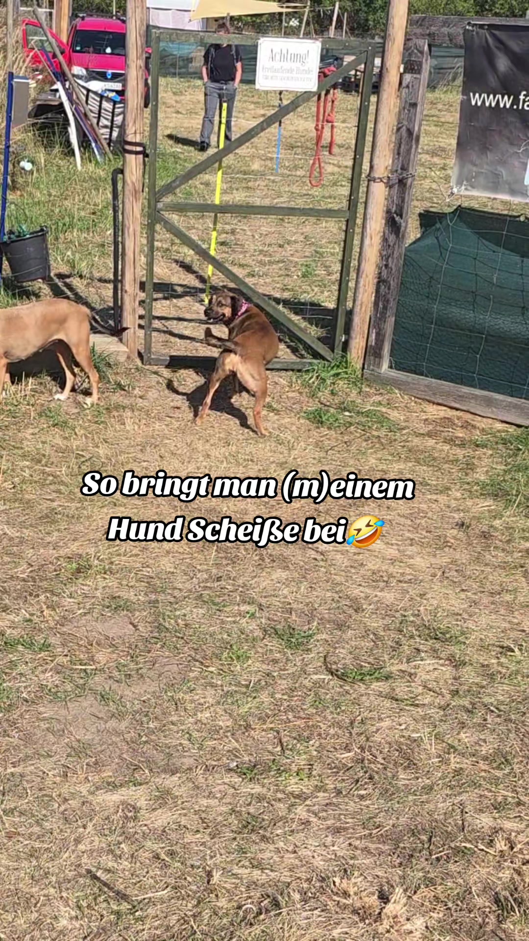 @Staffordshiremix Geschwister🐾