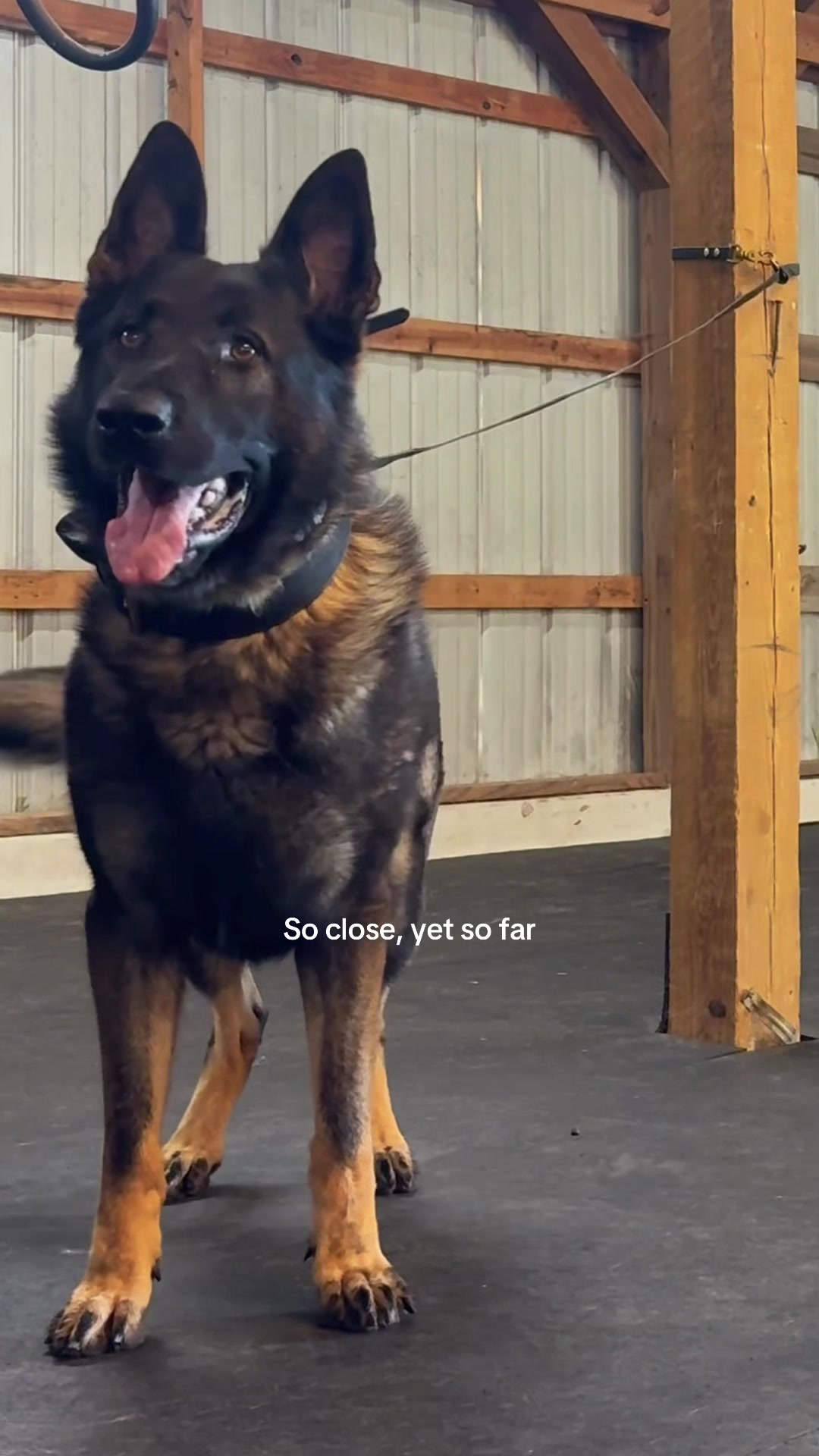 @True Guard K9 I Tara
