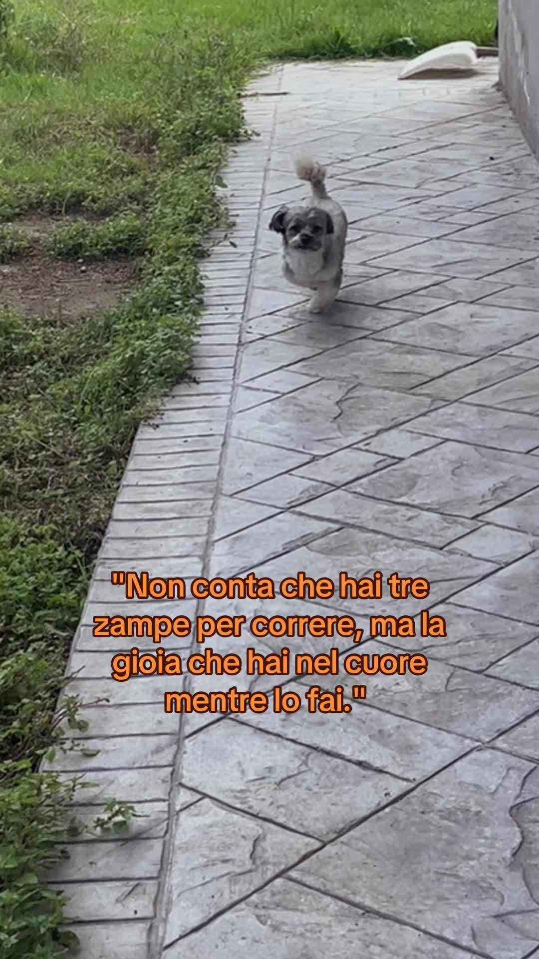 @The Queen 👑 My Dog Family &hearts;️