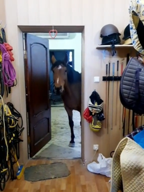 @Horses TikTok