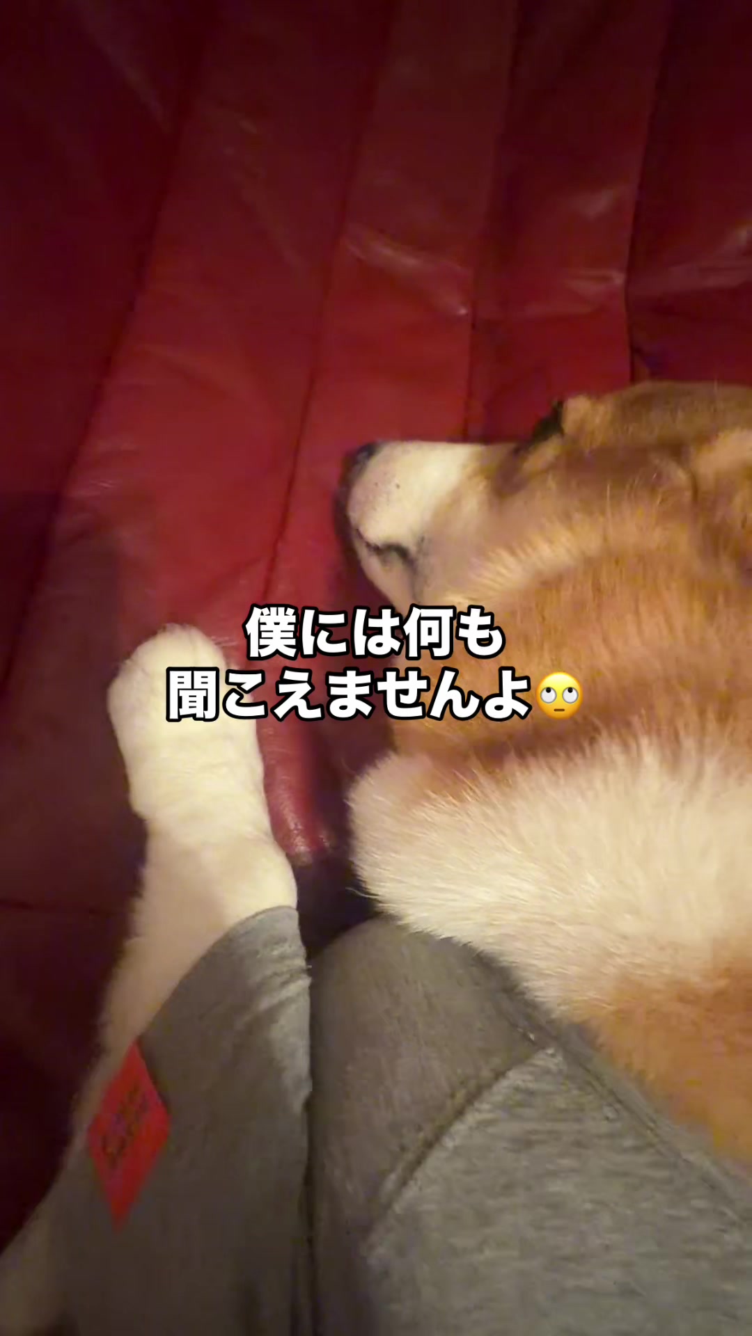@コーギー犬のホープくん
