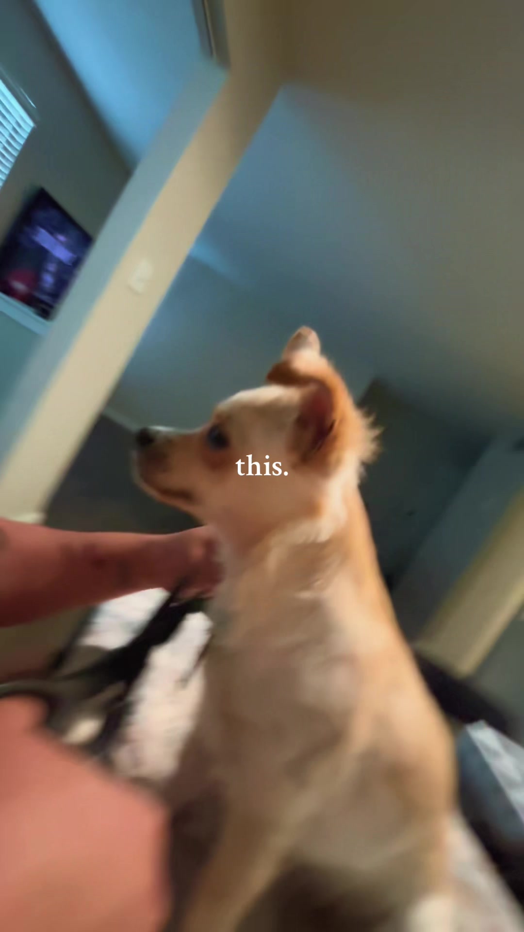 @🐕🐾MayaTheChihuahua🐾🐕