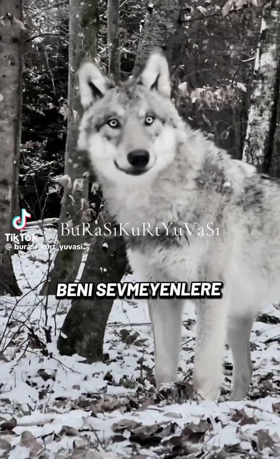 @🇩🇪❤️❤️🇹🇷