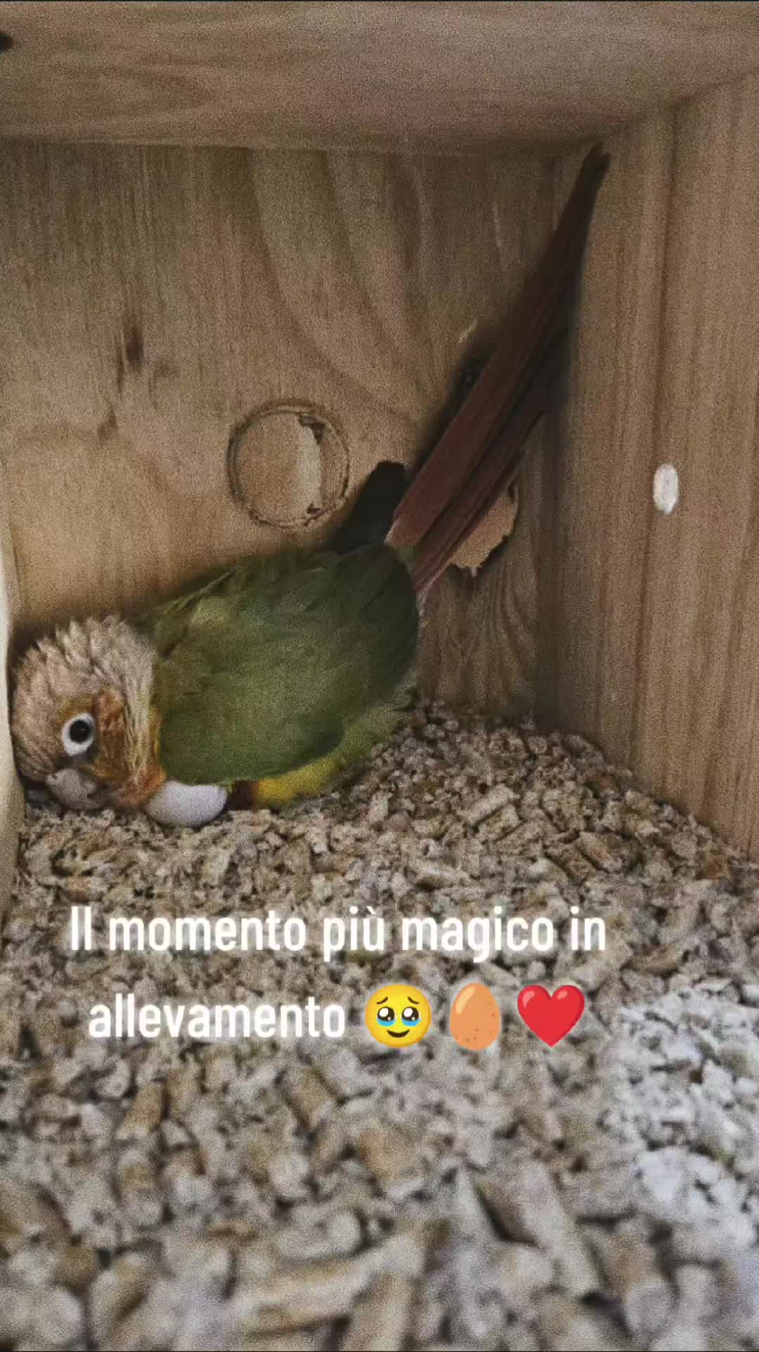 @Allevamento di Gio