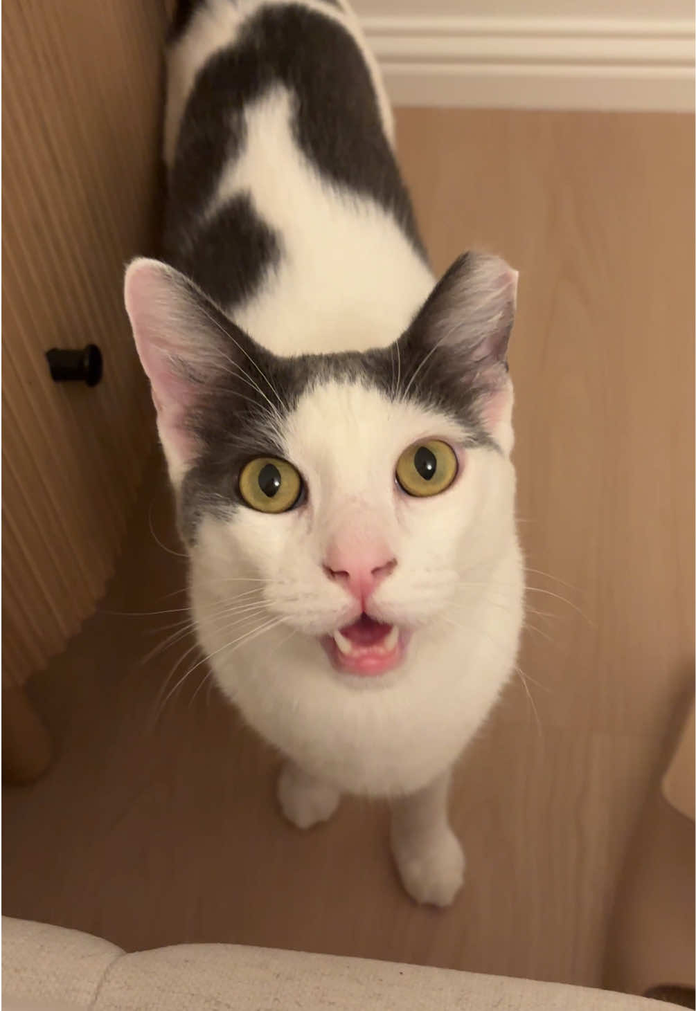 @Mimi Wawa Meow