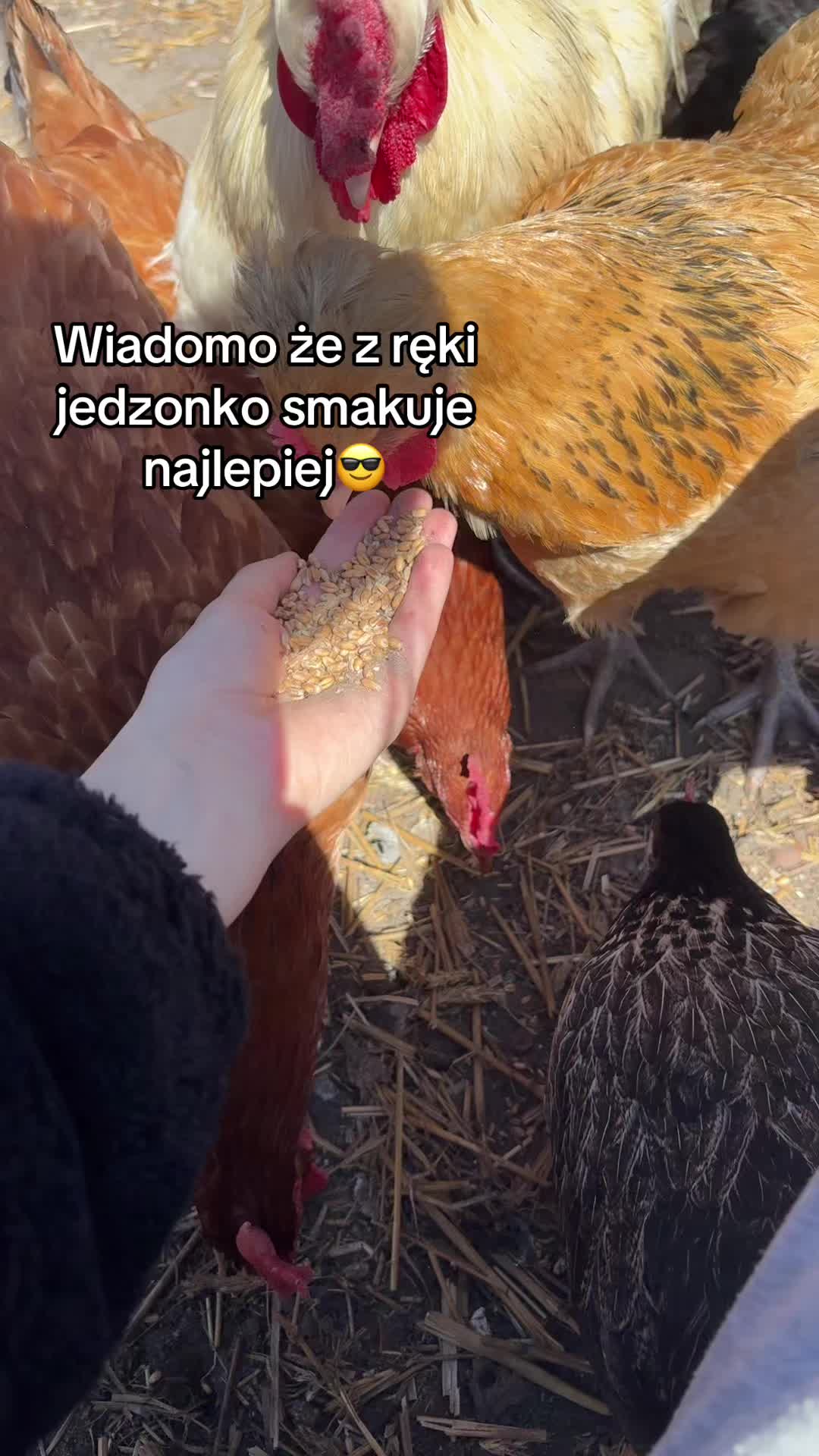 @hens🐔