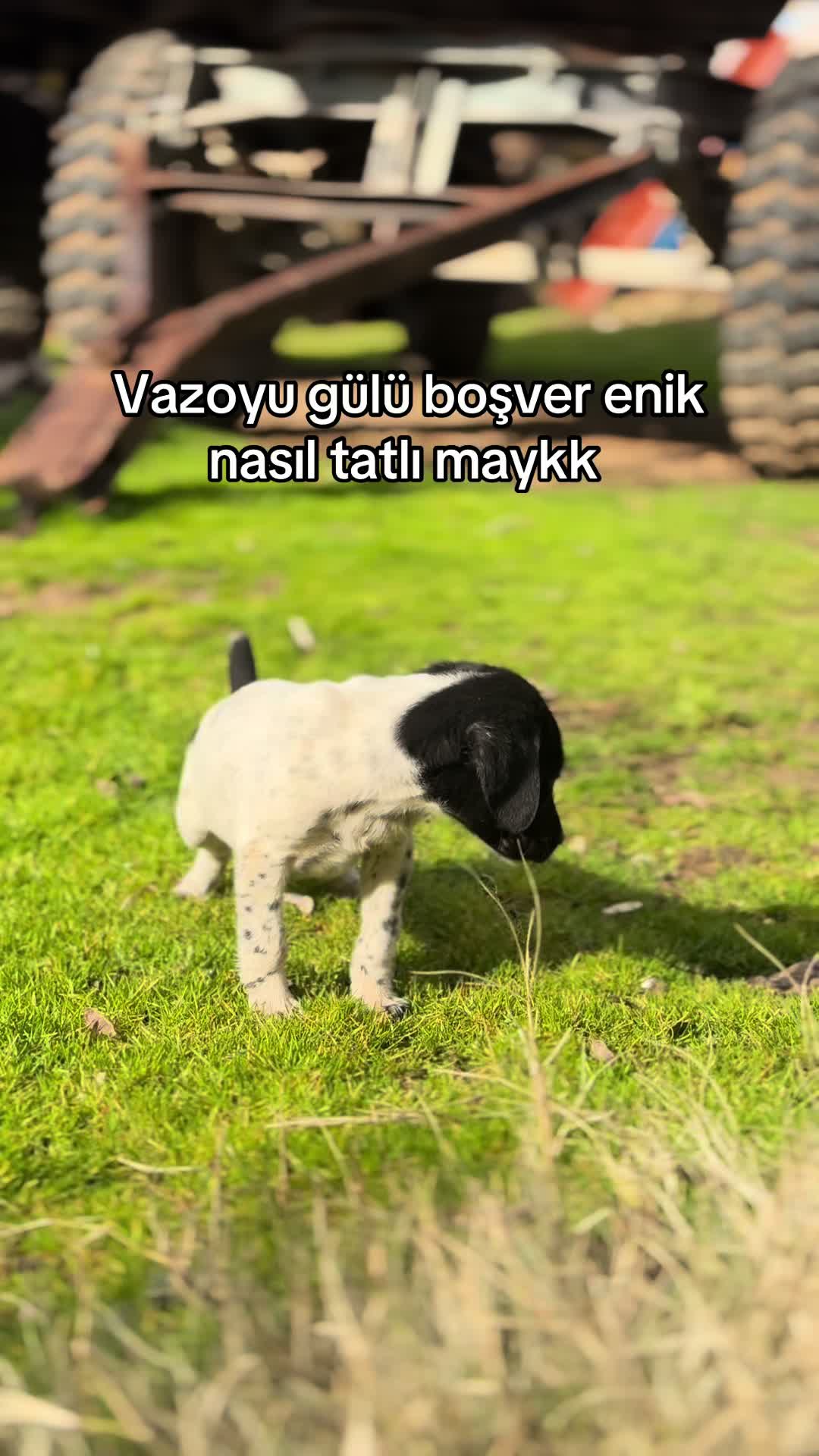 @gozde