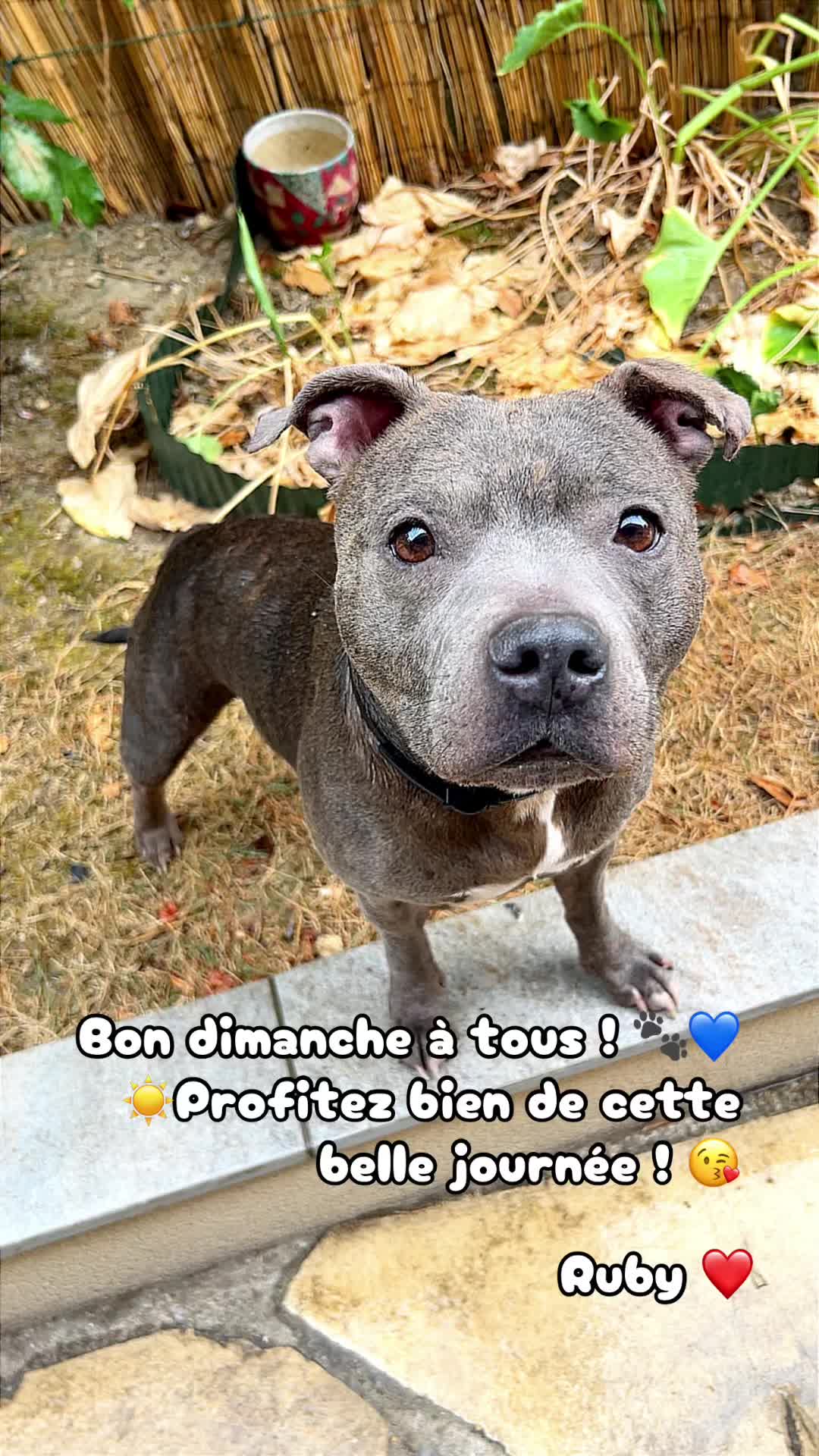 @rubylove_staffie94